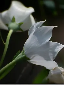 白色桔梗花的浪漫