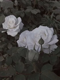 玫瑰的烙印