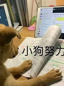 疯狂小狗