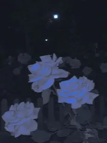猪猪侠之镜花水月