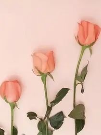 伪装白莲花的100种套路