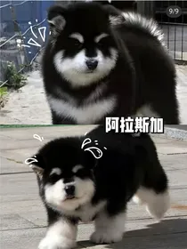 时间规划者