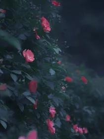 虐文小短片22……6……17