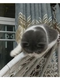 大流氓和小奶狗