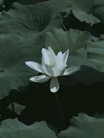 她是路人甲万人迷