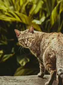 猫武cp