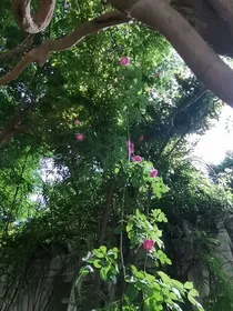 零七碎八的李杜同人