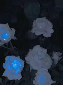被酒浸泡过的玫瑰
