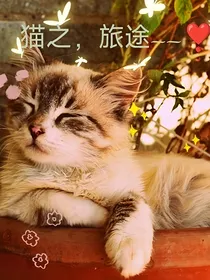 猫的，旅途