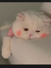 11楼的猫