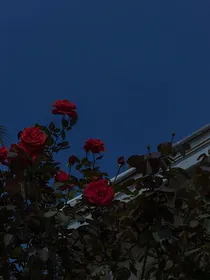 玫瑰欲念