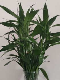 富贵竹（山河令）