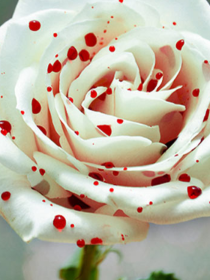 血色白玫瑰