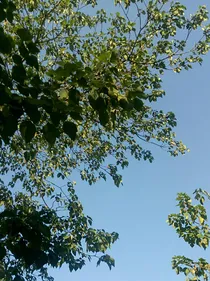 近姝