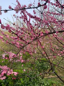 神雕侠侣之绿浦荷香（金庸小说同人）-d639