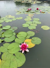 神雕侠侣之芙蓉浦雁双飞