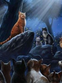 猫武士全集