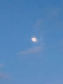 拾荒鲤的曙雀