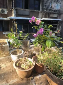 诗六首