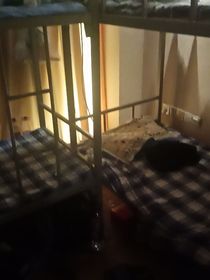 喵呜也要实习