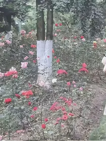 在盛夏爱上你