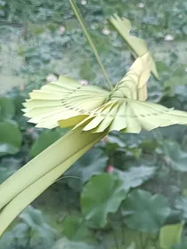 双胞胎，各一个