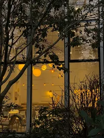 洋槐林