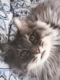 猫武士之狐族秘密