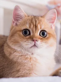 猫女日记