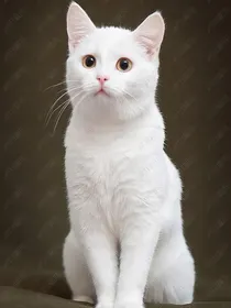 猫武士之重生