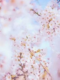 桃花渐-d325