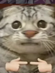猫猫日记一日常篇