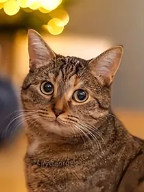 猫武士火虎之恋
