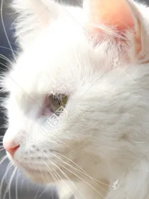 猫武士希望明光
