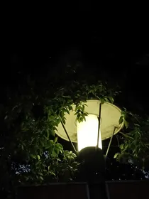 冬遗