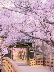 穿越古代的那一片樱花林下
