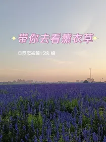 带你去看薰衣草