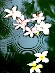综影视之落花有意流水无情