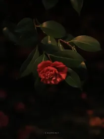 极地航行—荆棘玫瑰
