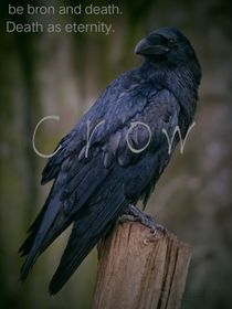 HP：crow