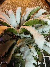 穿成白月光后