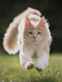 长夜雨（猫武士同人）