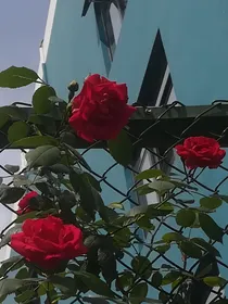 无限流和校园文的联动