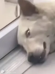 你好富二代
