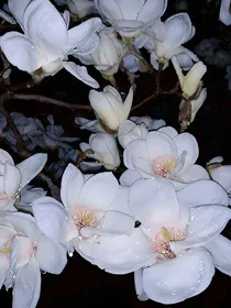 血染玉兰