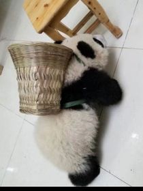 快穿：消极的万人迷