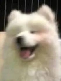 SNH48：情话要讲给左珥听