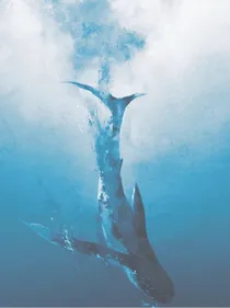 鲸落归海
