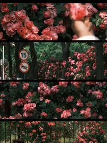 白残花