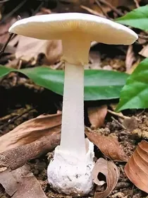 小蘑菇（观影体）